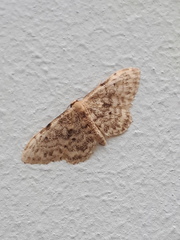 Idaea inquinata
