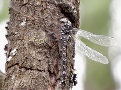 Austroaeschna parvistigma