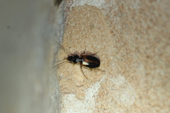 Badister elegans