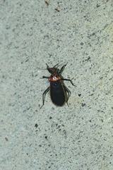 Rhiginia cinctiventris