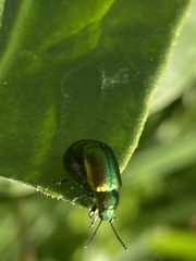 Gastrophysa viridula