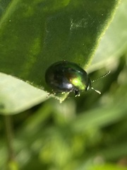 Gastrophysa viridula