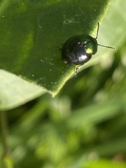 Gastrophysa viridula
