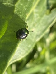 Gastrophysa viridula