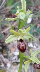 Ophrys exaltata