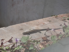 Kaestlea travancorica