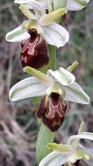 Ophrys exaltata