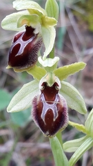 Ophrys exaltata