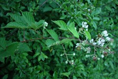 Rubus lindleianus