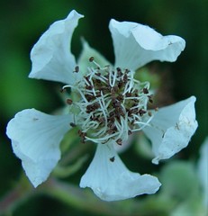 Rubus lindleianus