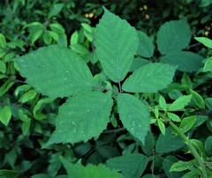Rubus lindleianus