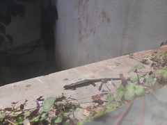 Kaestlea travancorica