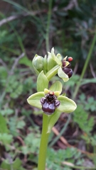 Ophrys bombyliflora