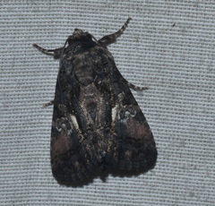 Aedia acronyctoides