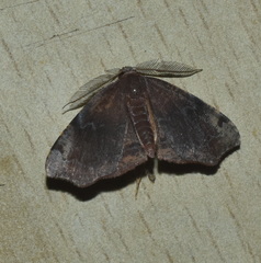 Achrosis rondelaria