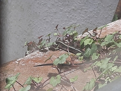 Kaestlea travancorica