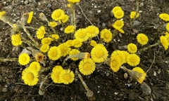 Tussilago farfara
