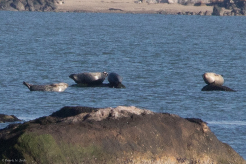 Harbor Seal photographed in Connecticut