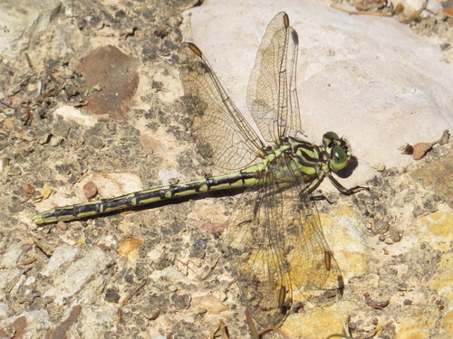 Yellow-striped Hunter