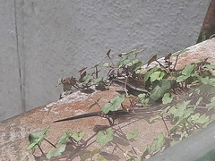 Kaestlea travancorica