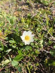 Dryas integrifolia