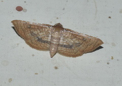 Hypolamprus striatalis