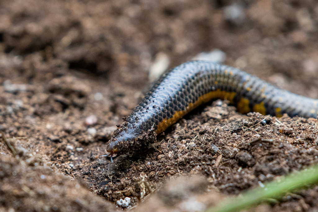 Woodmason's Earth Snake