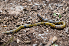 Woodmason's Earth Snake photo 2