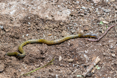 Woodmason's Earth Snake photo 3