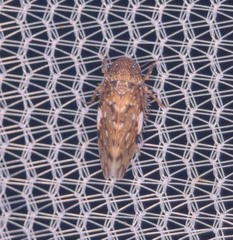 Xestocephalus tessellatus