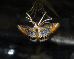 Nymphicula blandialis