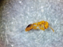 Formicoxenus
