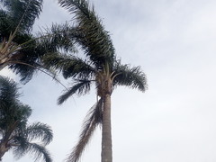 Arecaceae