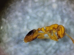 Formicoxenus