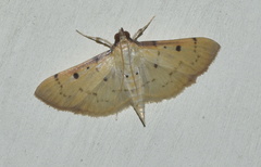 Herpetogramma basalis
