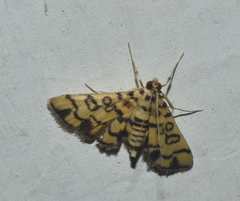 Glycythyma chrysorycta
