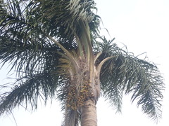 Arecaceae