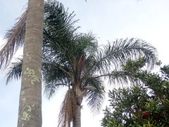 Arecaceae
