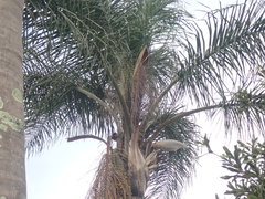 Arecaceae