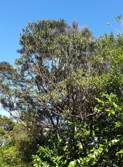 Elaeocarpus dentatus