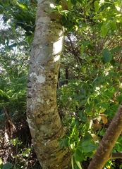 Elaeocarpus dentatus