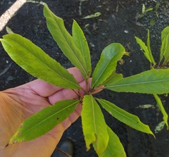 Elaeocarpus dentatus