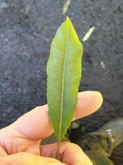 Elaeocarpus dentatus