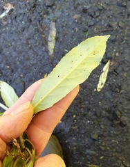 Elaeocarpus dentatus