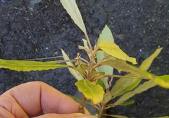 Elaeocarpus dentatus