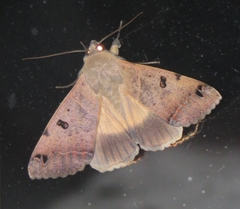 Ophiusa