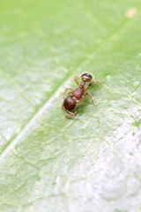 Tetramorium lanuginosum