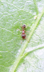 Tetramorium lanuginosum