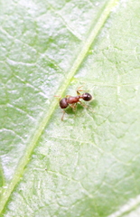 Tetramorium lanuginosum