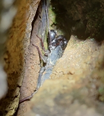 Thelyphonus sepiaris